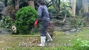 热心肠熊猫又来帮忙了，多亏奶妈眼疾手快，场面笑爆了