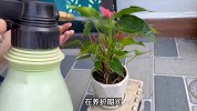 炮仗花的养殖方法和注意事项