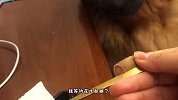 这猪喂的真够光滑的，这是打蜡了吧