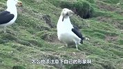 海鸥痛下杀手！残害海鸥幼崽，下手也太狠了！