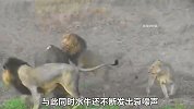 面对4头狮子的疯狂攻击，水牛上演奇迹逃生，让狮群白忙活一场