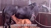 母马难产痛失孩子！主人为让马儿走出阴霾，费尽心思找来小马驹