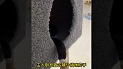 盘点小猫咪的9个有趣瞬间，小主人能饶猫一命吗？