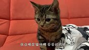 猫咪装睡怎么都叫不醒，直到主人拿出吃的，接下来忍住别笑
