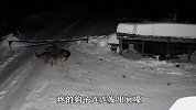 野狼群袭入村子偷狗，短短1分钟解决战斗，狗-有本事单挑啊！