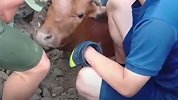黄牛掉入井中 消防小哥摸头杀救牛