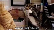 猫：我摊牌了，我是一位灵魂演奏家！