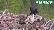 老鹰宝宝呼唤妈妈，谁知招来一只“恶魔”，当场命丧黄泉！