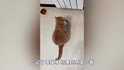铲屎官出门忘记喂猫，回到家一看，憋住别笑