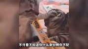 活的不如一只猩猩，这猩猩是要成精了吧