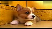 威尔士柯基：短腿无尾犬中大萌货