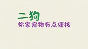 遛宠物的迷惑行为，这些操作完全看不懂