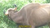 老虎偷袭野牛动作形同流水，野牛毫无还手之力，太震撼了