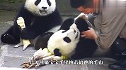 熊猫宝宝抱着毛巾啃，同伴：真好，这下竹子全是我的了