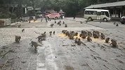 云南大理石宝山猴群下山天有异象？官方回应来了