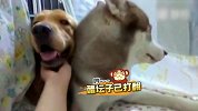 【萌星人de那些破事56】惊呆！哈士奇竟然也会争风吃醋