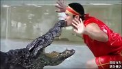 小伙为了挣钱，冒着风险把头伸进鳄鱼嘴里，差点出现意外