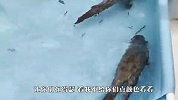 泳池被铲屎官放满了鱼，水獭看到后，接下来忍住别笑