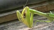 旅游-实拍螳螂捕食蜜蜂现场