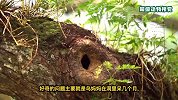 在小树洞里孵化宝宝的鸟妈妈，三个月不出洞，如何解决上厕所问题