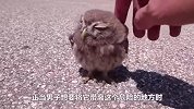 猫头鹰幼崽站路上给人鞠躬，路人见到心瞬间被萌化-像动画片角色