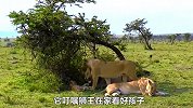 小狮子多次挑战狮王的底线，狮王终于忍无可忍，一口咬住它的脑袋