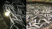 养殖场5条中华鲟全部死亡 养殖户：疑被投毒 预计损失18万元