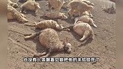 “被咬死的羊不让卖”，村民称2只狼咬死羊圈30只羊，官方回应