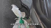 骑手称配送死鳄鱼半路竟然活了，商家称没说鳄鱼是死的，平台回应