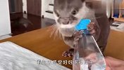 水獭第一次喝碳酸饮料，反应绝了，镜头记录爆笑全程