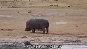 顽皮河马盯上一条鳄鱼，对其展开不断的折磨，鳄鱼狼狈逃窜