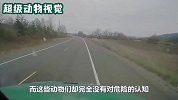 男子正在开车，突然一只黄牛闯入公路被撞飞，场面触目惊心