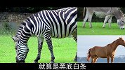 非洲的斑马到底是白底黑条纹，还是黑底白条纹？