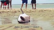 海滩上遇见一条搁浅的鲨鱼，游客接下来的举动，令人特别佩服