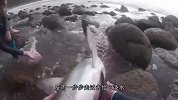 男子意外发现一只搁浅鲨鱼，接下来他们的举动太暖心！