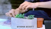 当护盆草唱主角 打造多肉小景观【光合未来】第13集