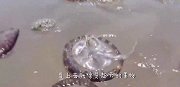 海滩出现奇怪生物，男子抓起一个盖在头上，接下来太刺激了！