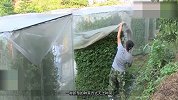 中国农民首创“空气种菜” 1.5平米种出390棵菜