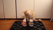 外国可爱小猫咪预测瑞典VS瑞士比赛
