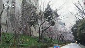 现场19秒|“樱为你”，待新篇——武汉大学“云赏樱”