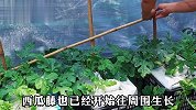 塑料筐+编织袋就能种出西瓜？在家简单组合一下，就自带堆肥系统