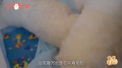 【小姐姐来支招】 春季腹泻高发期，幼犬腹泻怎么办？