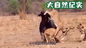 彪悍水牛大战3头雌狮，镜头记录下精彩时刻！