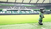 沃尔夫斯堡吉祥物关注世界杯 灰狼沃斐预测英格兰胜比利时
