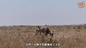 这头狮子不讲武德，偷摸着从后面袭击野牛，可怜的野牛就咽气了