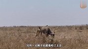 这头狮子不讲武德，偷摸着从后面袭击野牛，可怜的野牛就咽气了
