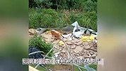 执法人员拆猪场遭养殖户枪击？官方：非网传霰弹枪，3名伤者暂无生命危险