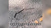 浙江一地惊现“双头蛇”吓懵村民：其中一头朝我吐芯子！