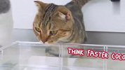 铲屎官把猫粮放水里，猫咪看后傻眼了，一定忍住别笑