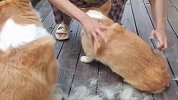 铲屎官给3只柯基梳毛，差点崩溃了，看完你还敢养吗？